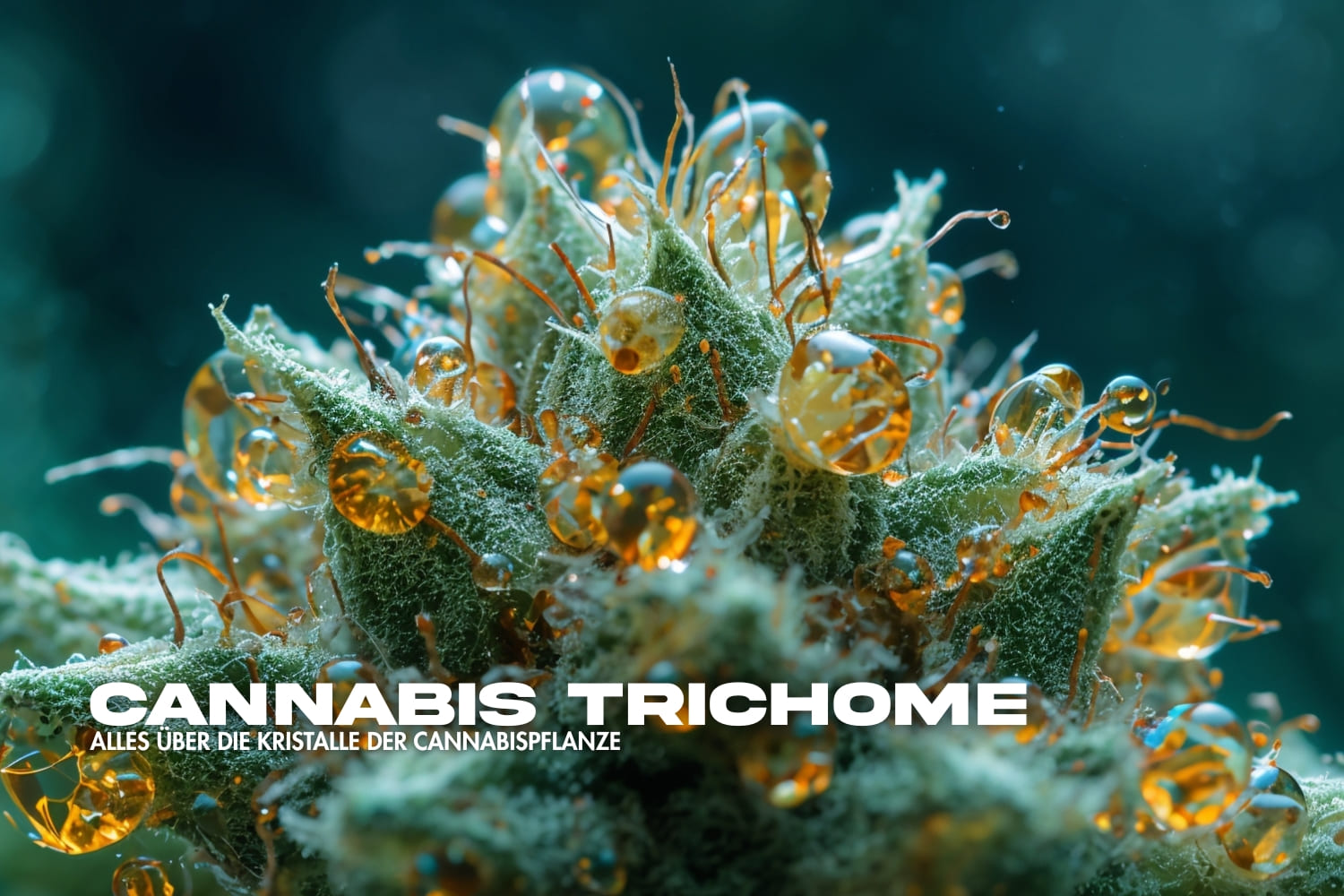 Makroaufnahme von Cannabis Trichomen auf einer Blüte – goldene Harzkristalle glänzen auf der Oberfläche der Pflanze und zeigen die hohe Konzentration von THC und Cannabinoiden