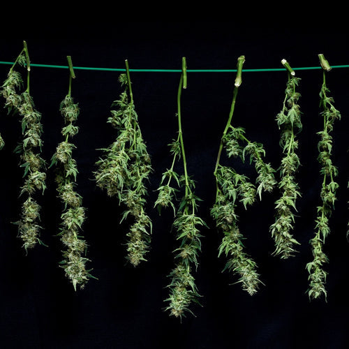 Überkopf hängende Cannabispflanzen, die ausgehärtet werden.