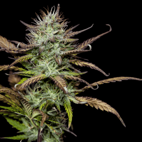 Nahaufnahme einer Cannabisblüte auf Schwarzem Hintergrund.