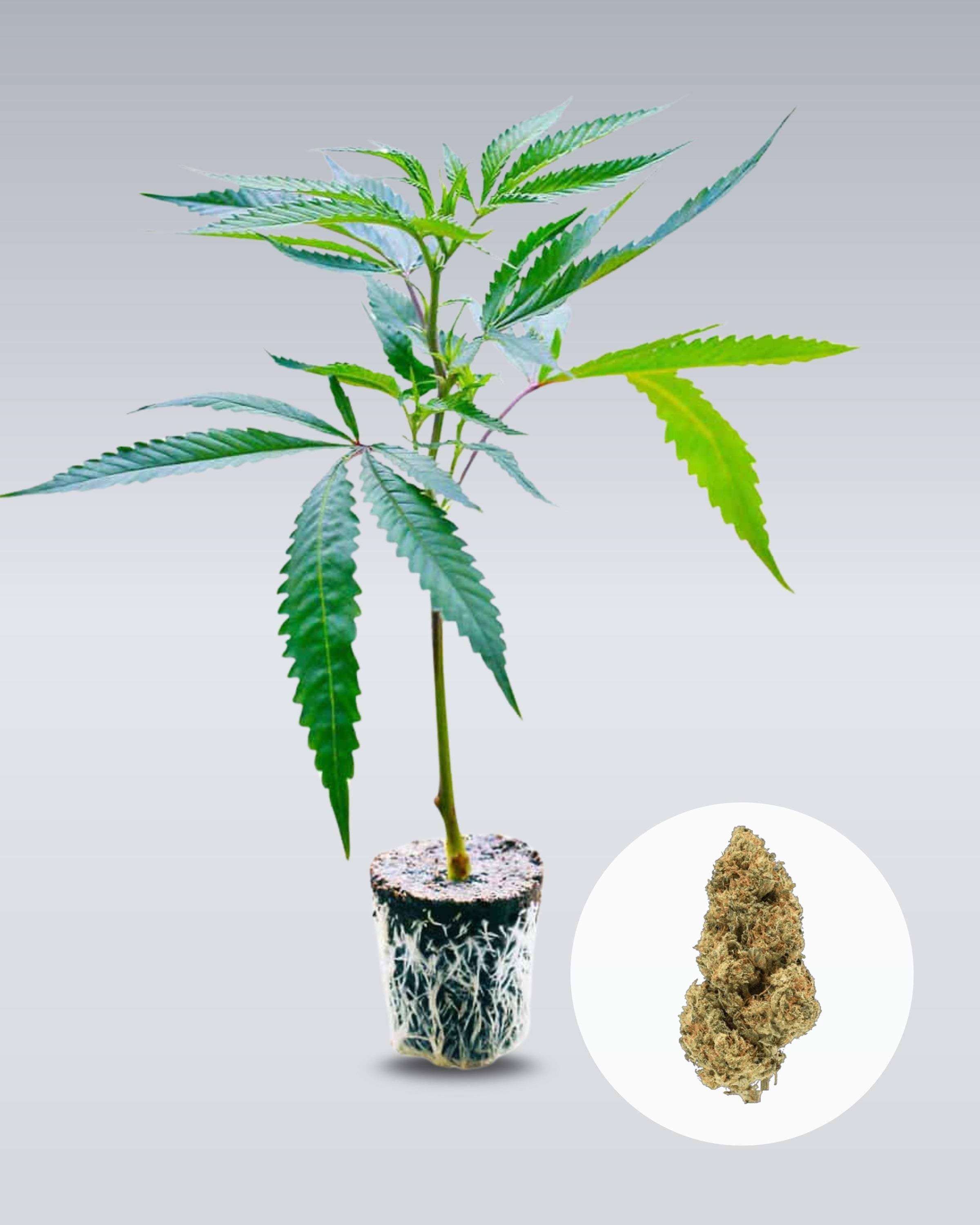 Amnesia Core Cut - THC Stecklinge