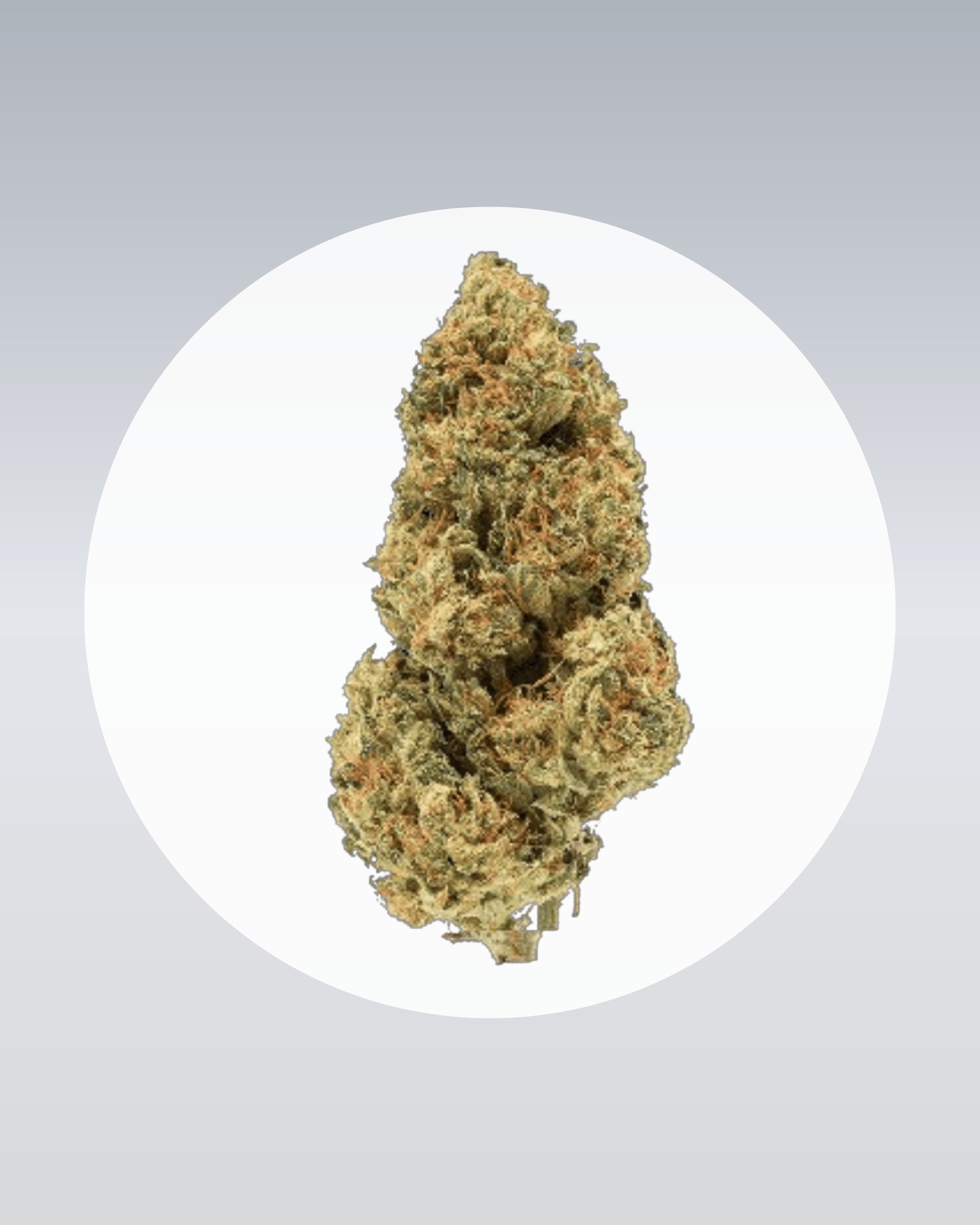 Amnesia Core Cut - THC Stecklinge