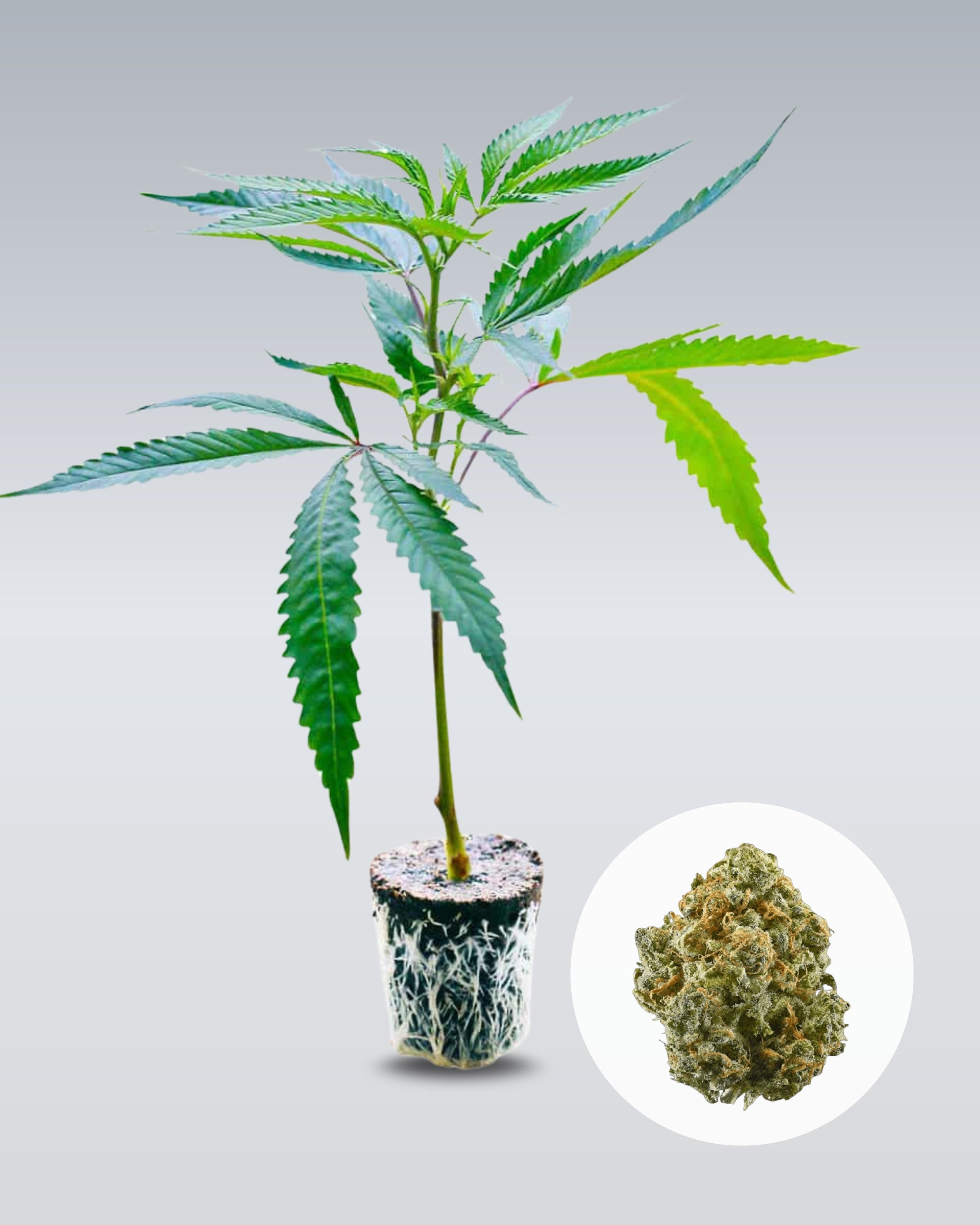 Critical+ 2.0 - THC Stecklinge