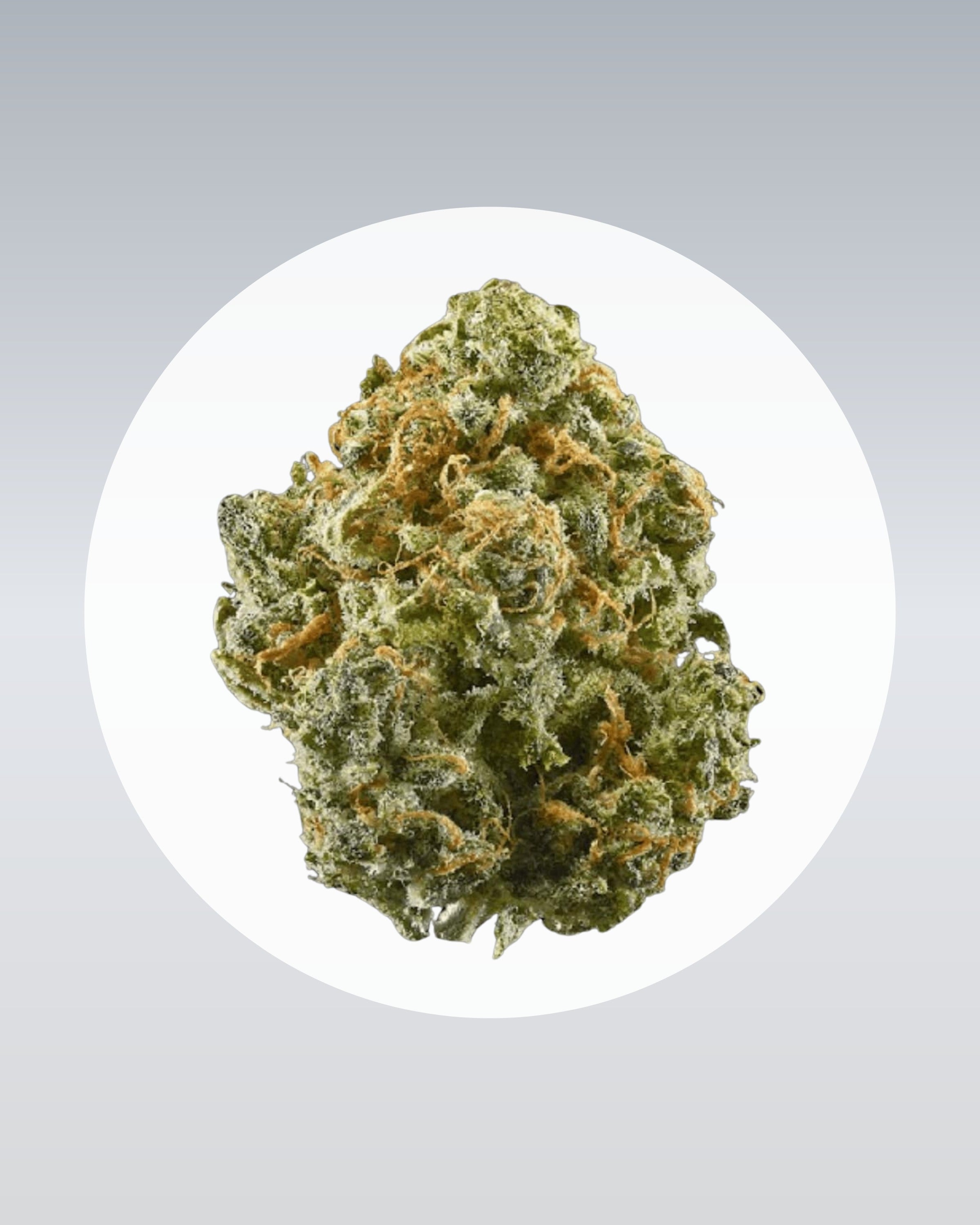 Critical+ 2.0 - THC Stecklinge
