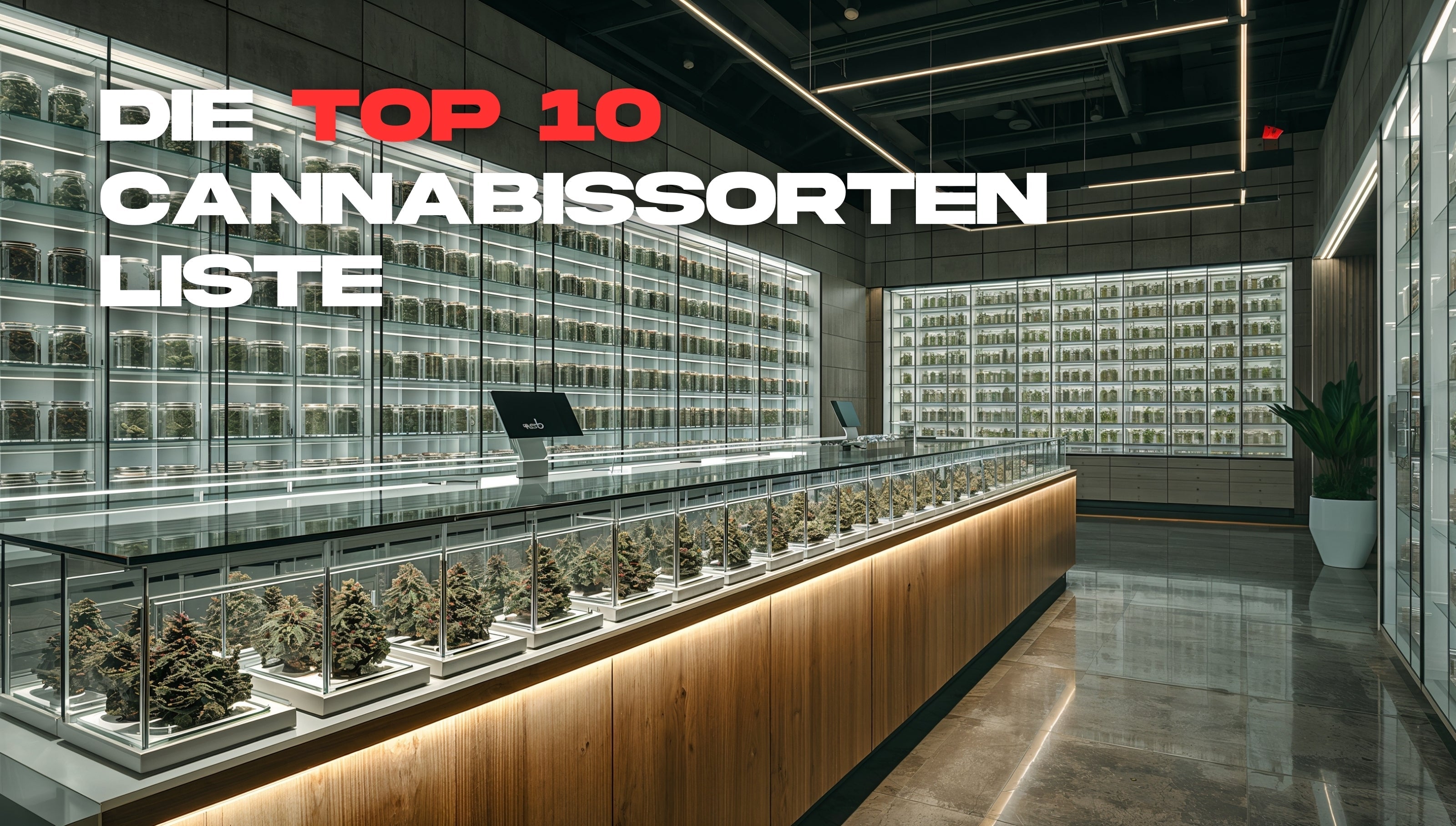 Modernes, minimalistisches Cannabis-Fachgeschäft in Los Angeles mit beleuchteten Glasregalen und einer langen Holztheke, die eine große Auswahl an verschiedenen Cannabissorten in Gläsern präsentiert.