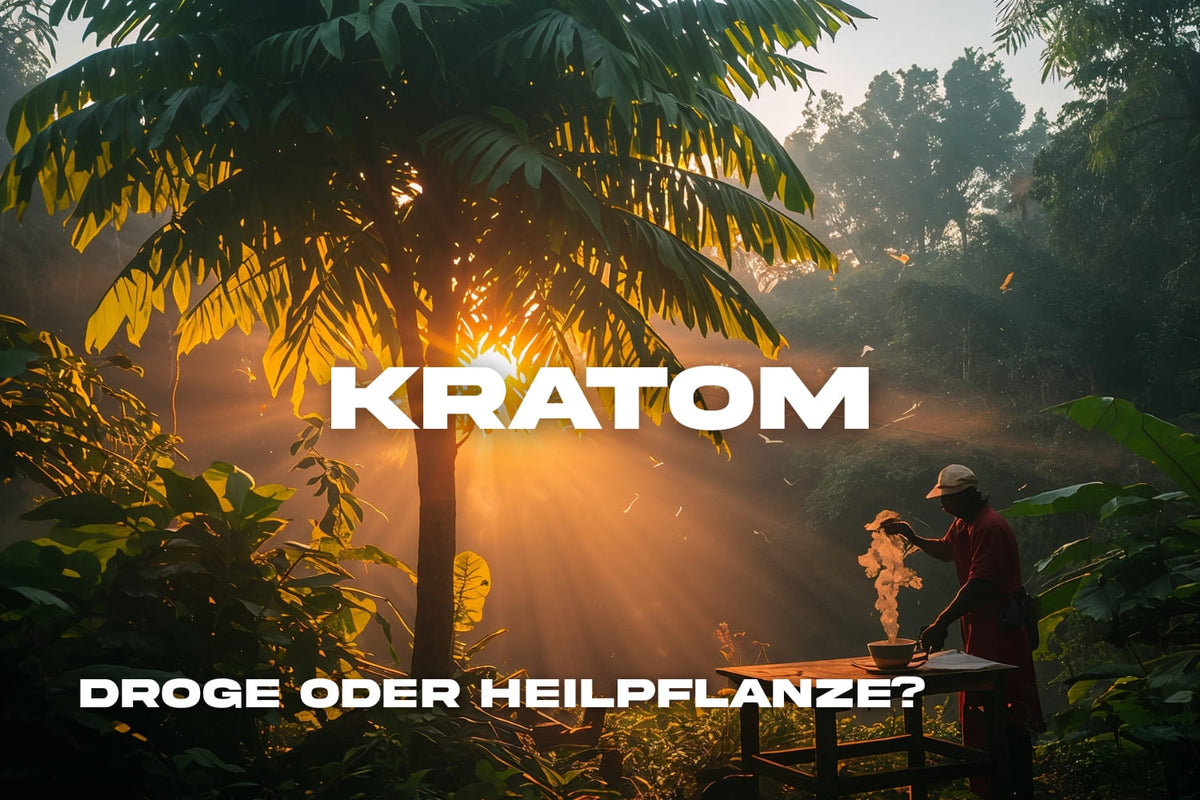 Kratom Pflanze im tropischen Sonnenlicht mit traditioneller Zubereitung – Naturheilmittel oder Droge?