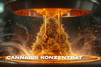 Cannabis Konzentrat – Welche gibt es und wie werden sie hergestellt?