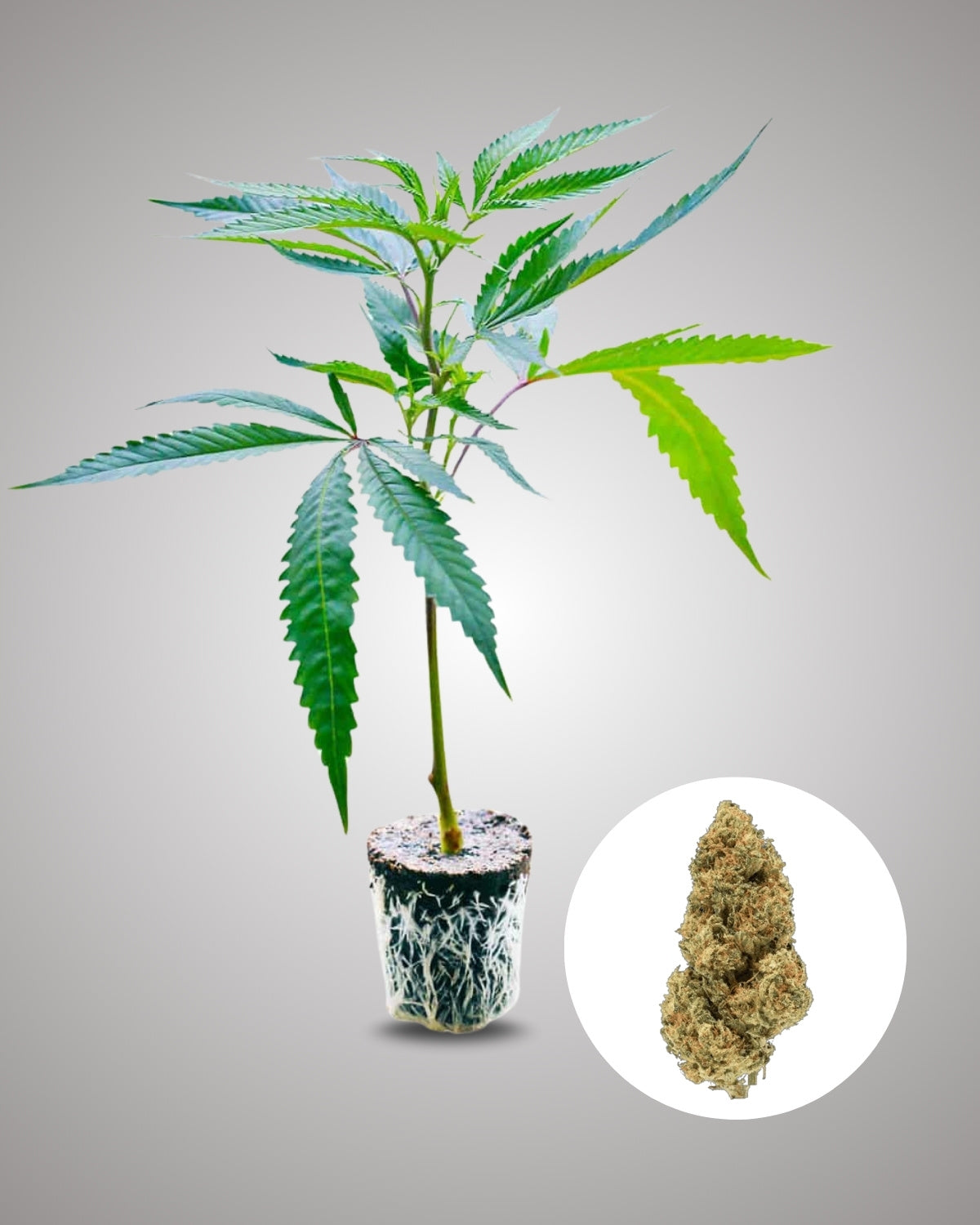 Amnesia Core Cut - THC Stecklinge