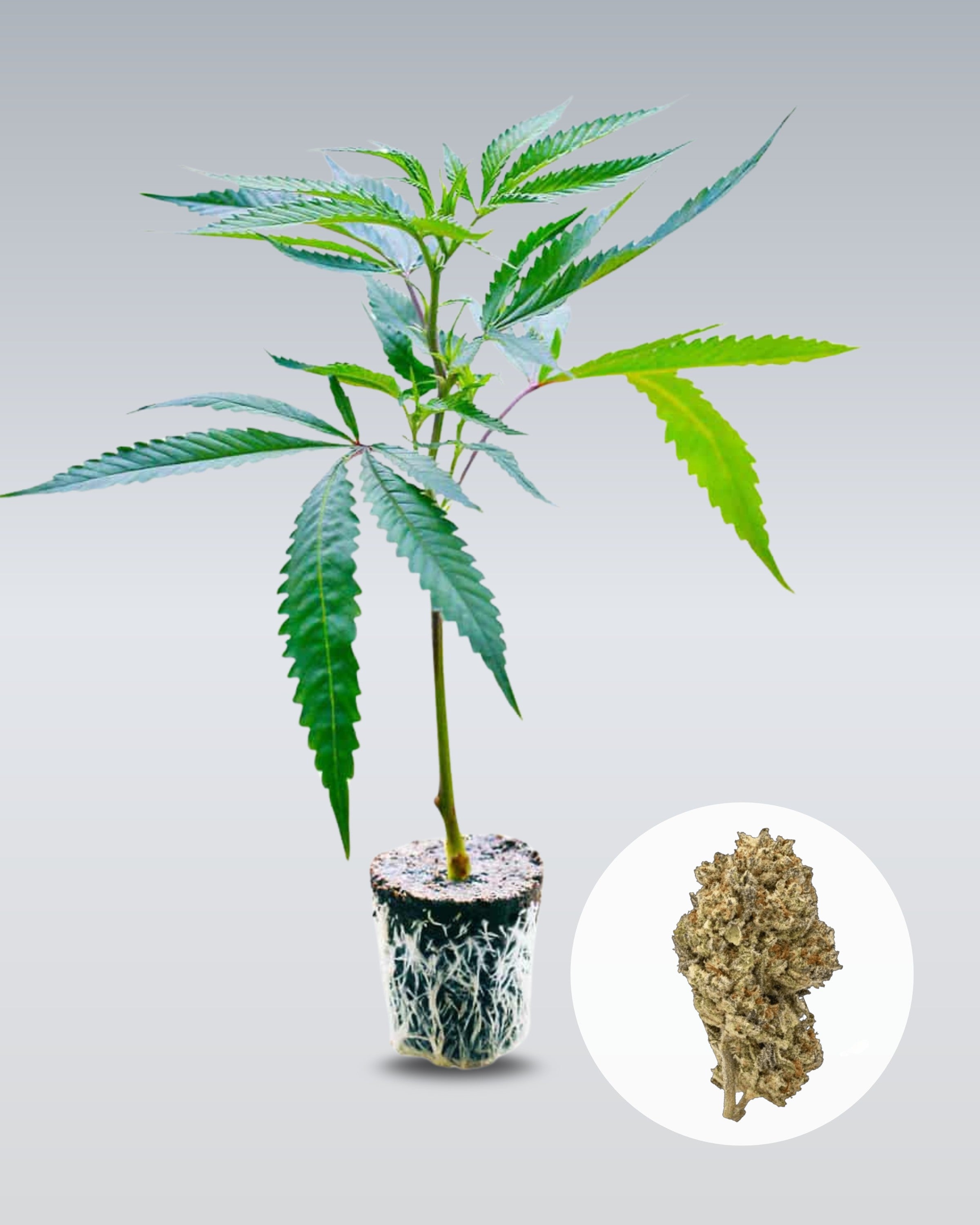 Cake & Punch - THC Stecklinge
