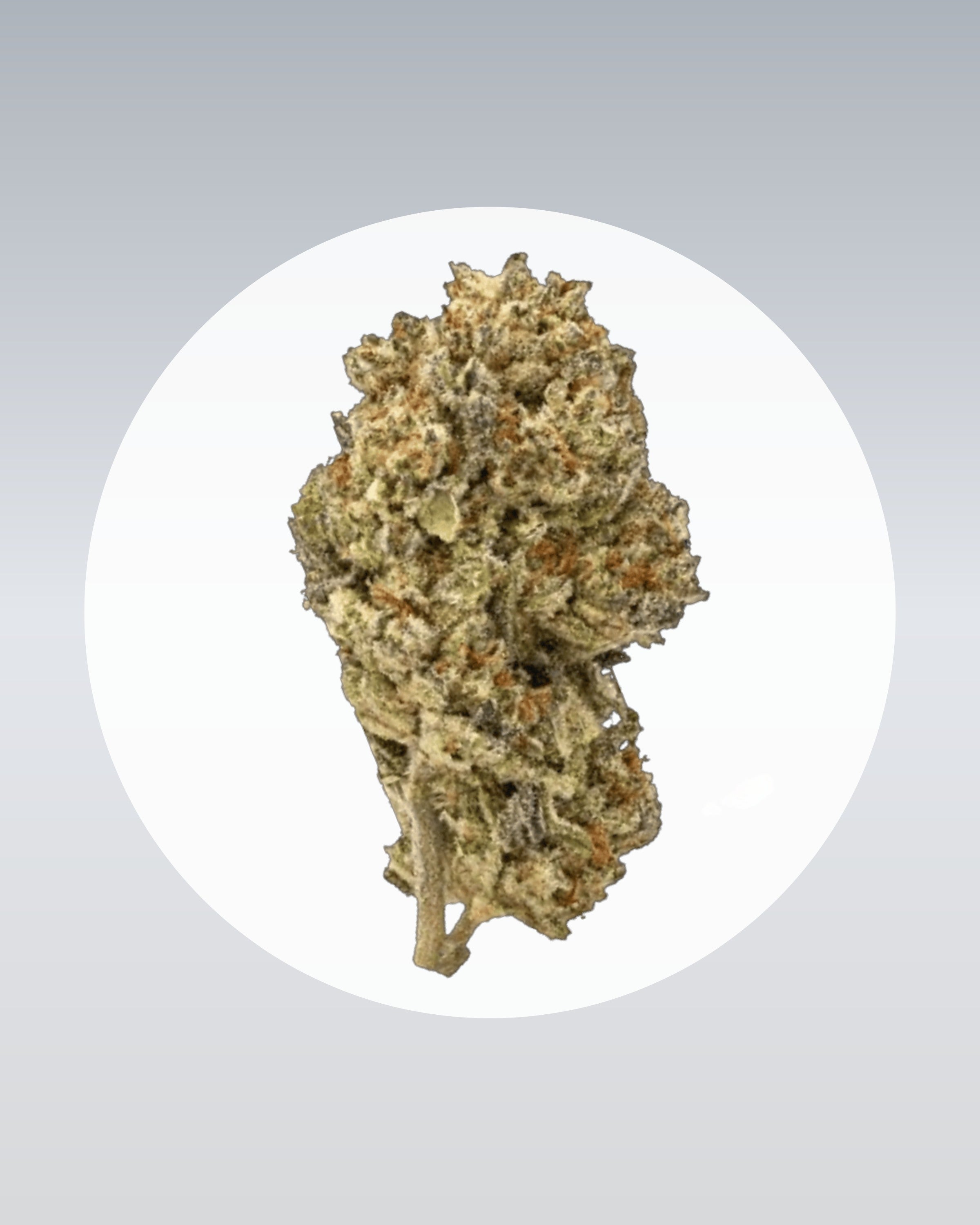 Cake & Punch - THC Stecklinge