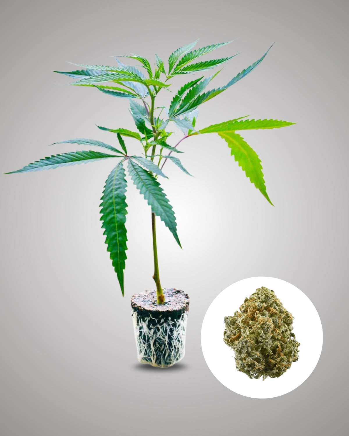 Critical+ 2.0 - THC Stecklinge