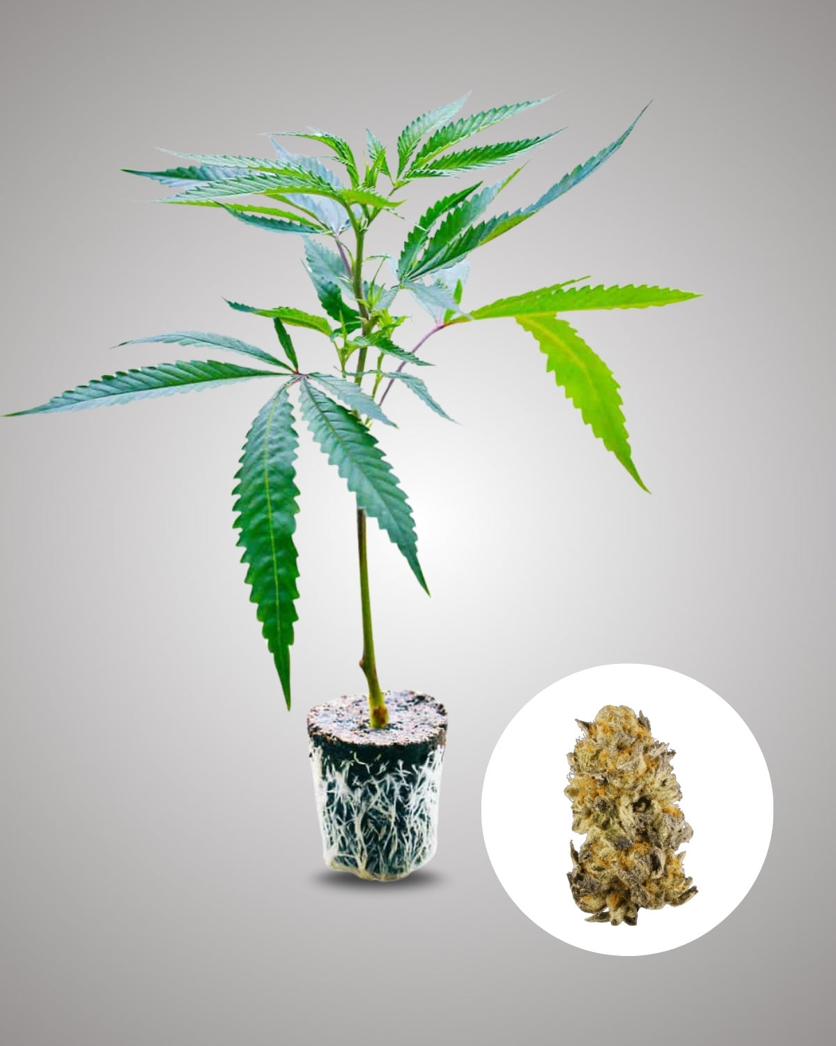 Platinum Chunck Cookies - THC Stecklinge