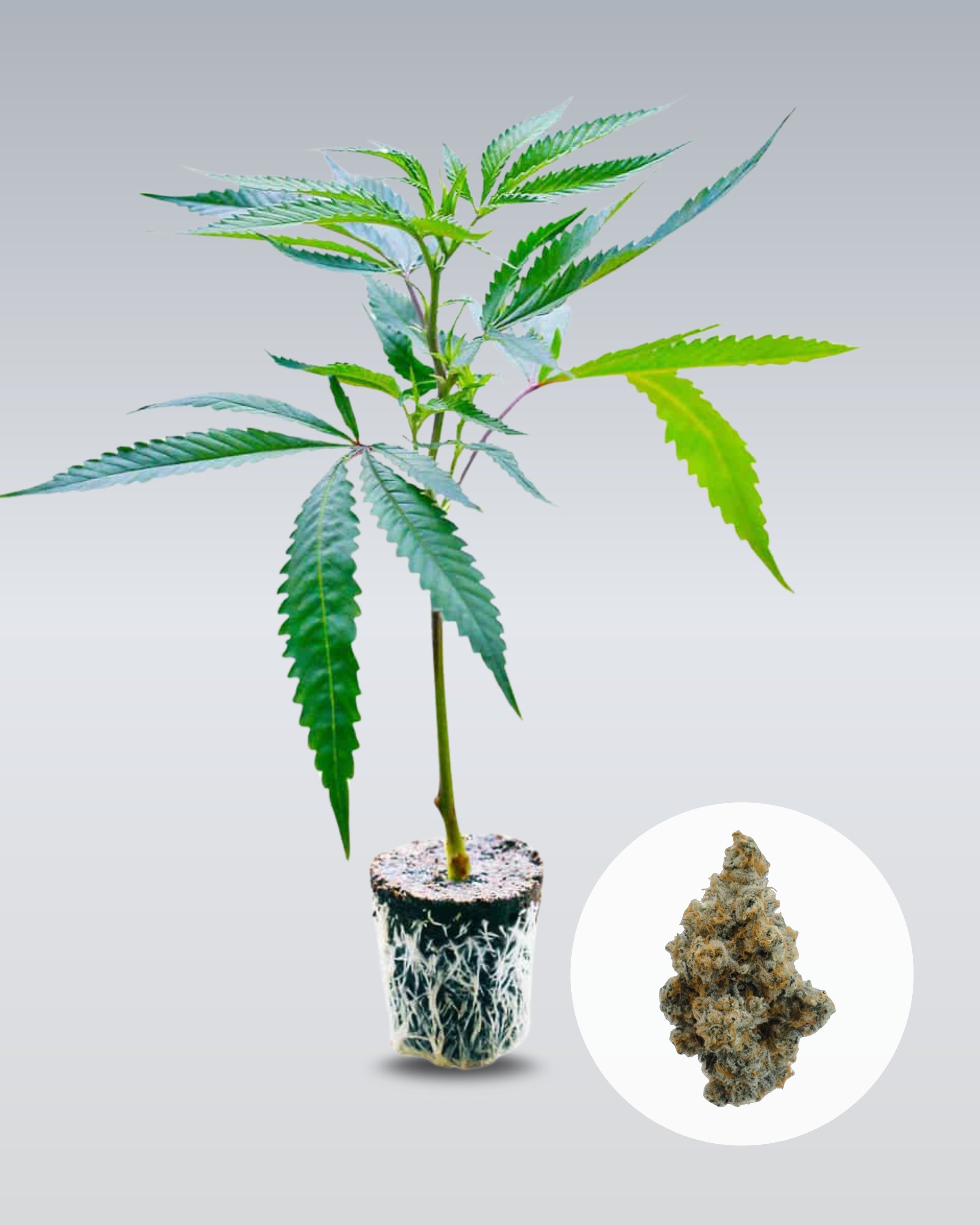 Platinum Chunck Cookies - THC Stecklinge