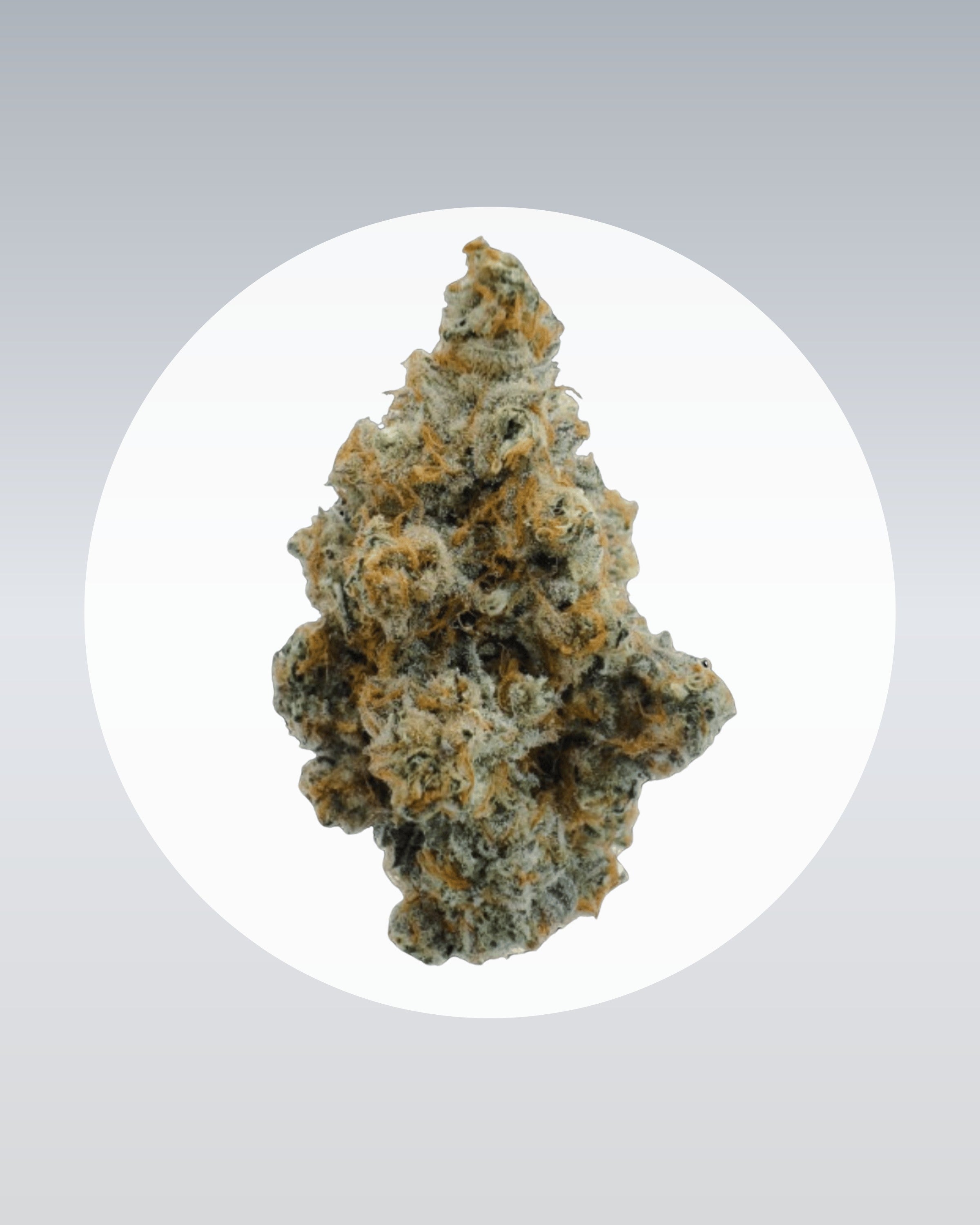 Platinum Chunck Cookies - THC Stecklinge